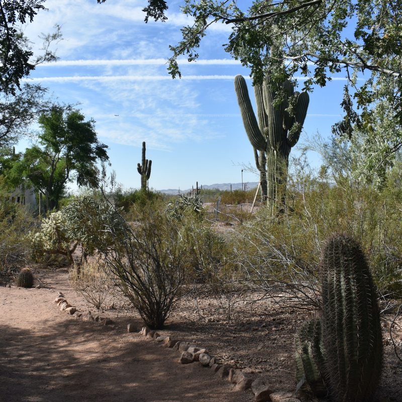 Saguaro trees in Arizona.