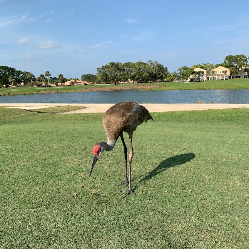 A stork on a golf course.