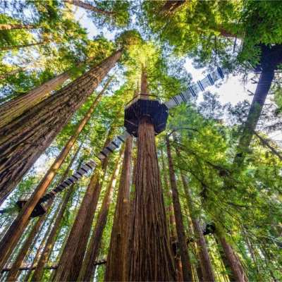 Redwood skywalk