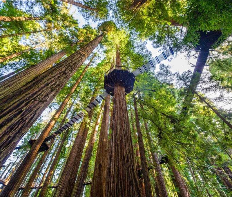 Redwood skywalk