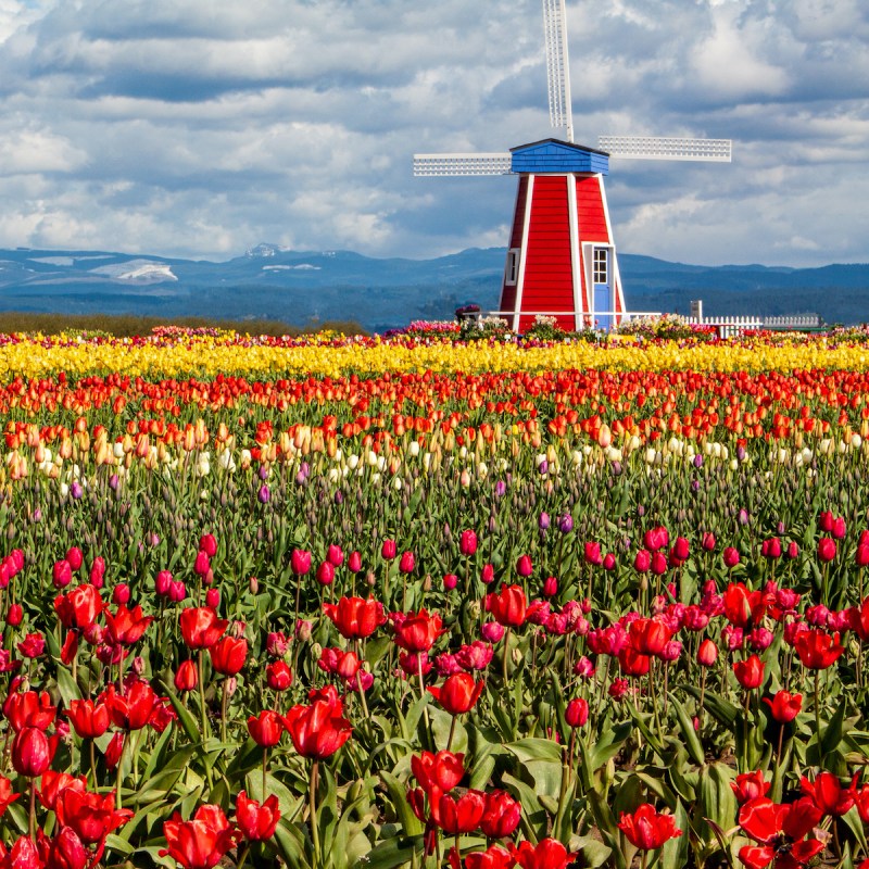 Tulip field at the Wooden Shoe Tulip Farm_27 © June Russell-Chamberlin, Oregon.