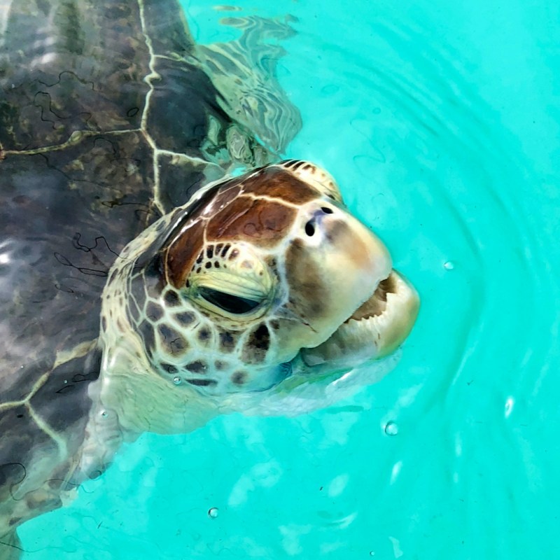 Turtle at turtle hospital.