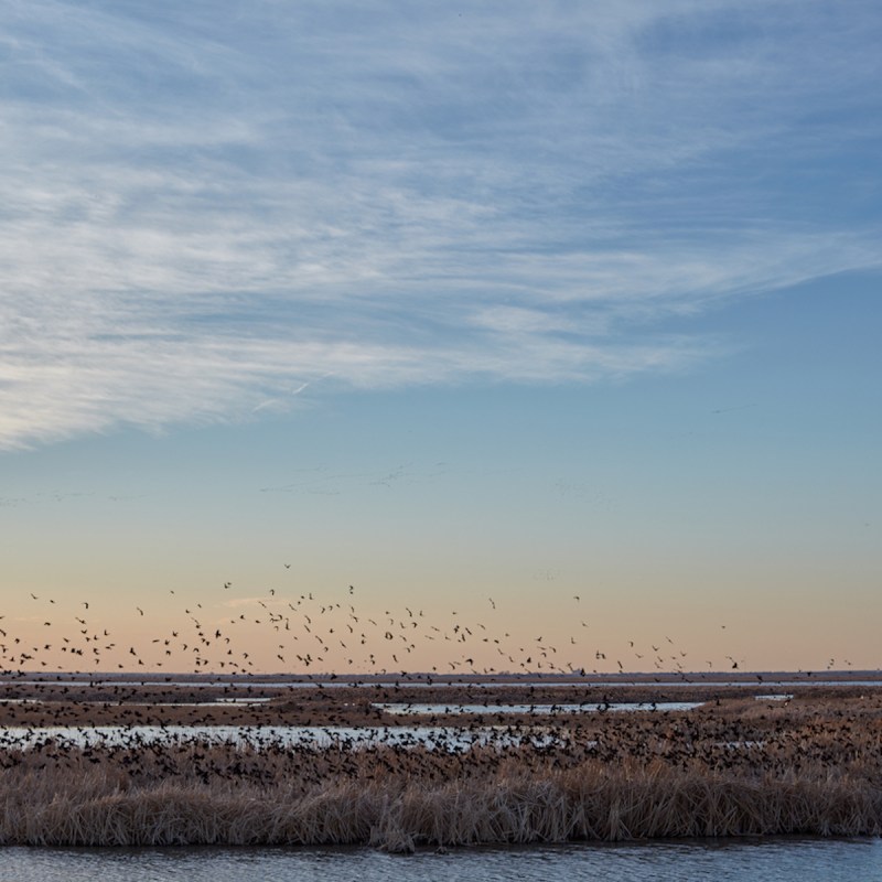 Flock of migrating blackbirds resting at Cheyenne Bottoms.