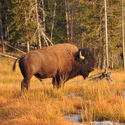 Bison in Yellowstone National Park.
