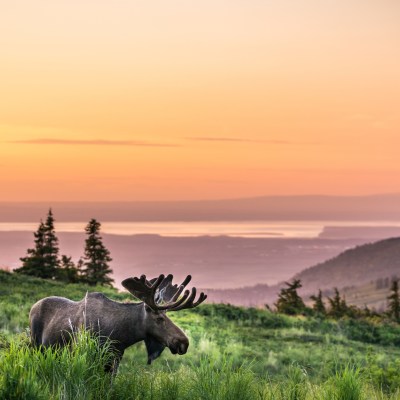 Glen Alps Moose in Anchorage, Alaska