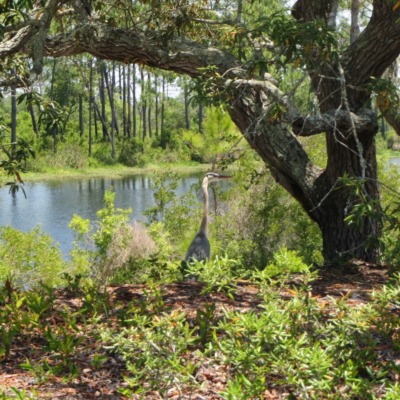 Blue heron at Big Lagoon State Park.