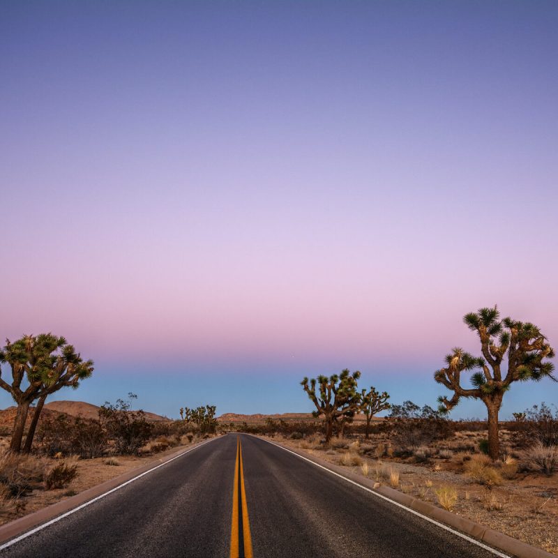 Joshua Tree