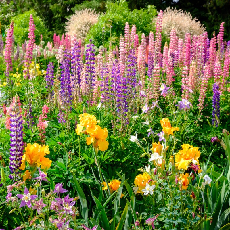 Schreiner's Iris Gardens