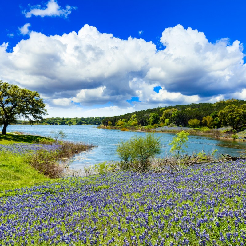 Beautiful bluebonnets along a lake in the Texas Hill Country.