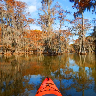 Canoeing in Caddo Lake, Texas, near cypress trees.