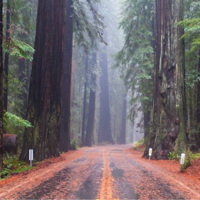 Road through Redwood National Park, California.