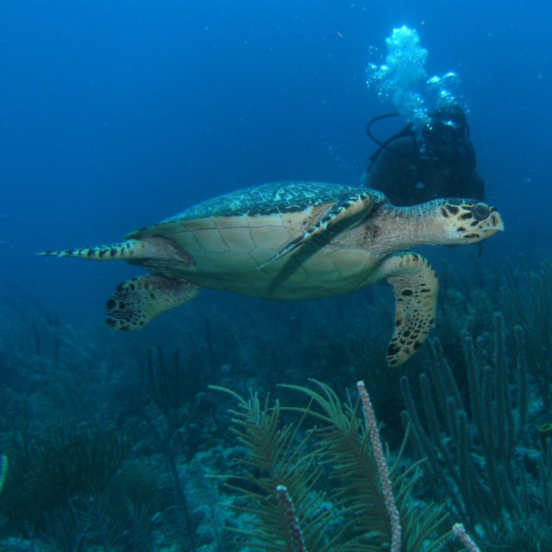 Diving with sea turtle, Ambergris Caye, Belize.