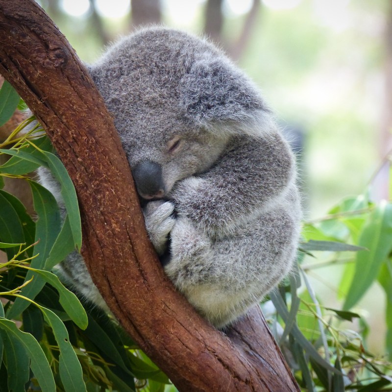 Cute Sleeping Baby Koala Bear in Queensland Australia sitting in Eucalyptus Tree. Adorable Sleepy Koala.