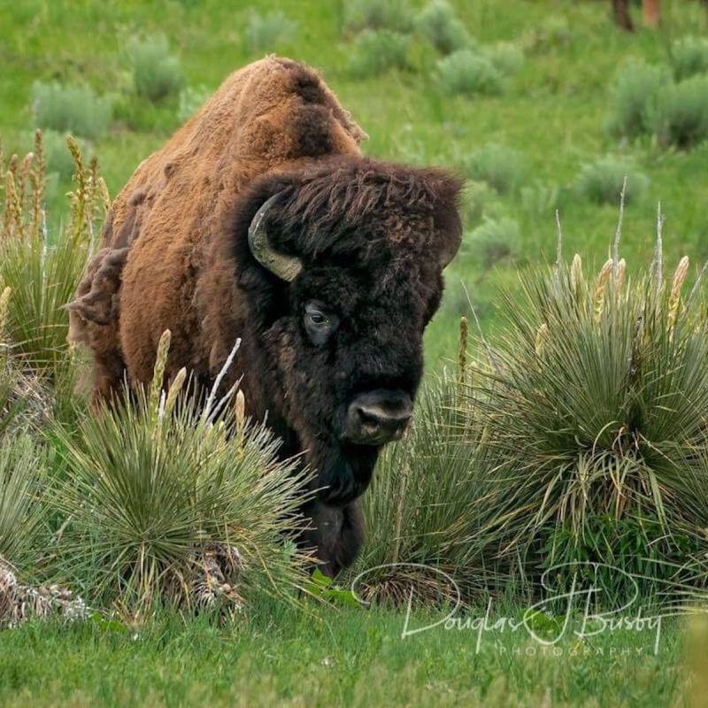 Bison in the Arikaree Breaks