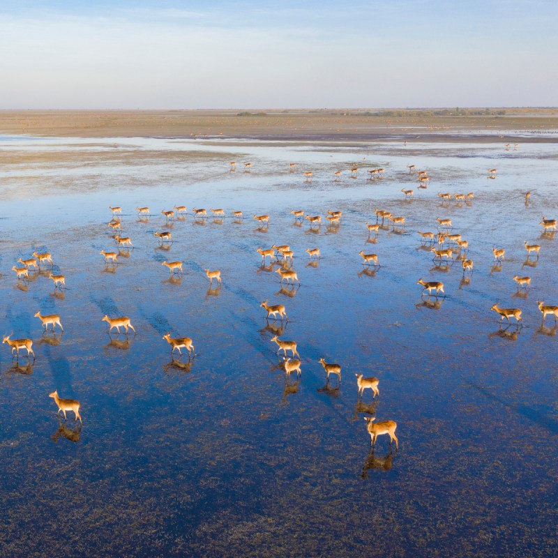 Black Lechwe at Bangweulu Swamps