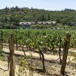 Charles Krug vineyards