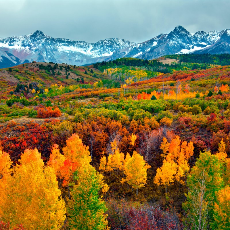 Leaves changing during fall in Colorado