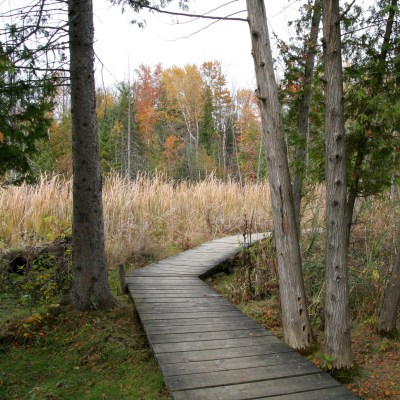 Boardwalk in Jack Pine Trail during Autumn. Ottawa, Ontario. Canada.
