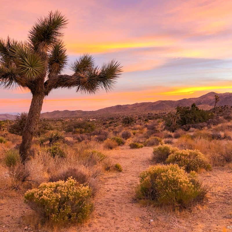 Joshua Tree sunrise