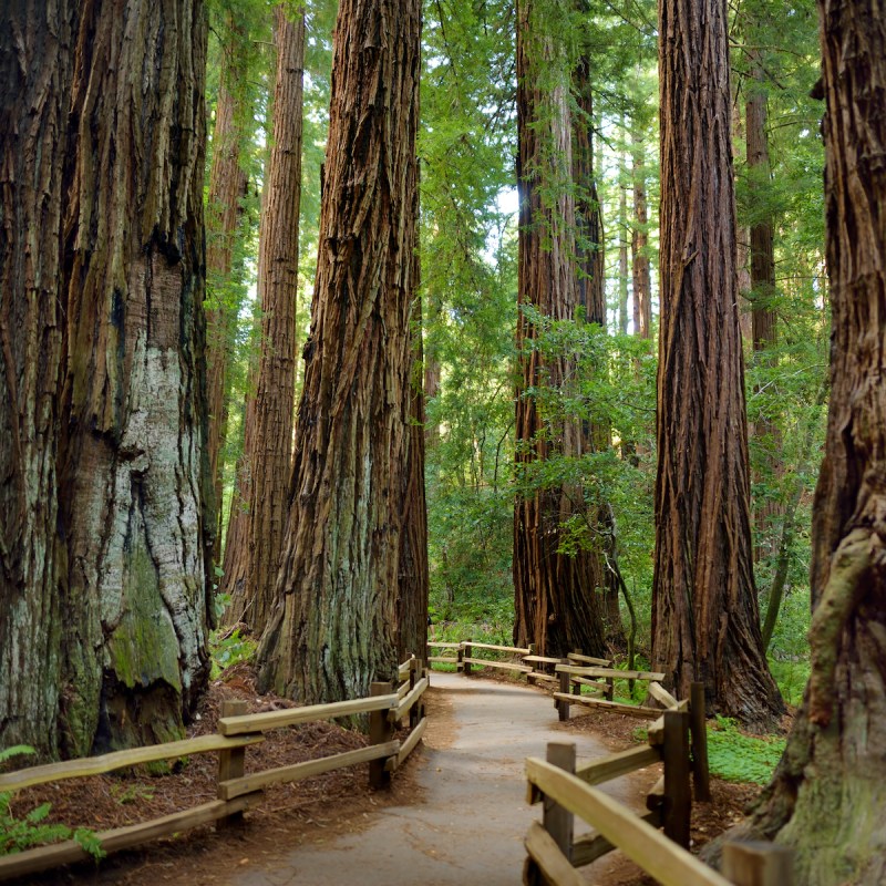 Muir Woods National Monument