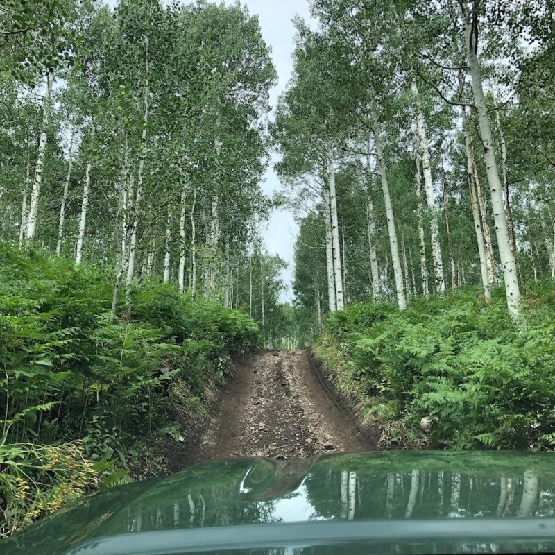 off-roading through mountain aspens in Utah