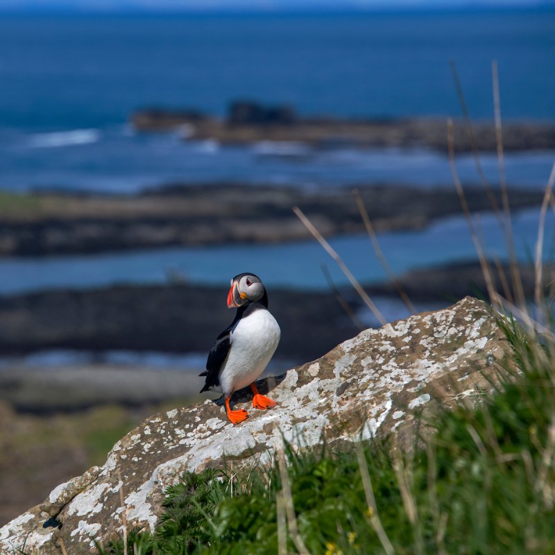 Scotland puffin