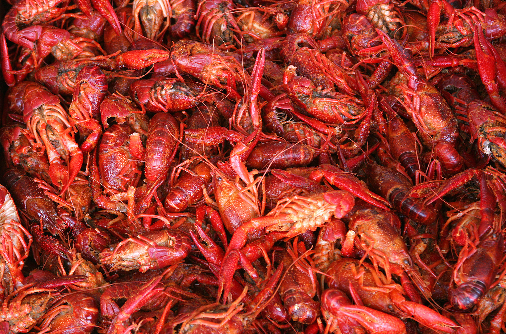 Boiled or steamed crawfish