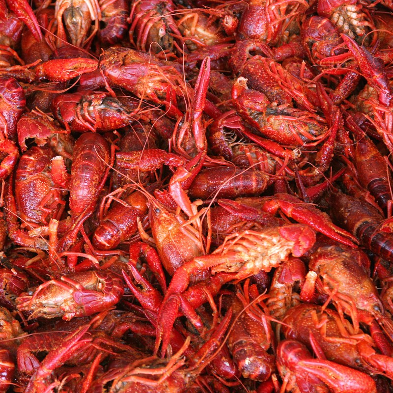 Boiled or steamed crawfish