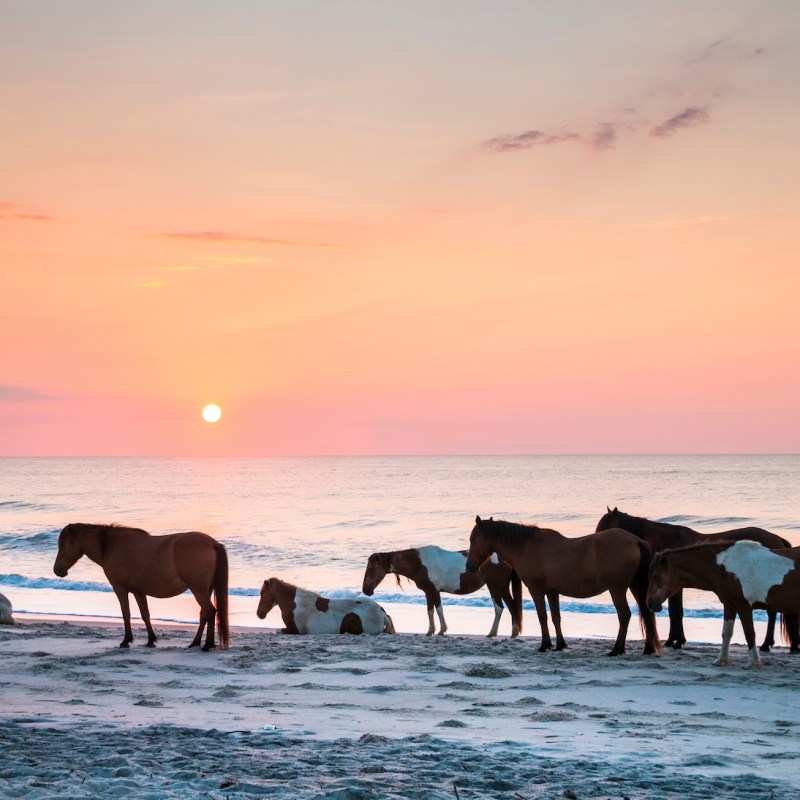 wild horses on the Assateague Island National Seashore at dawn