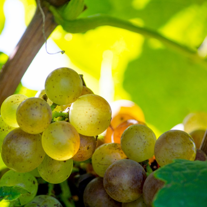 White grapes in a southwest Michigan USA vineyard, grown to make delicious local wine