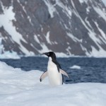 Adelie penguin standing on ice in Antarctica.