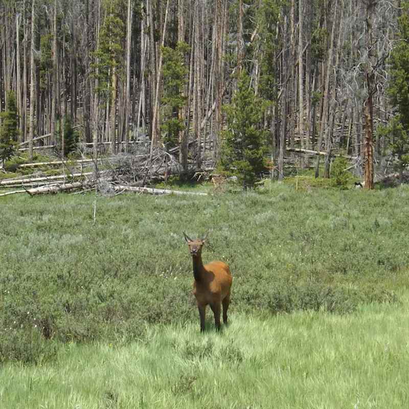 A Rocky Mountain National Park