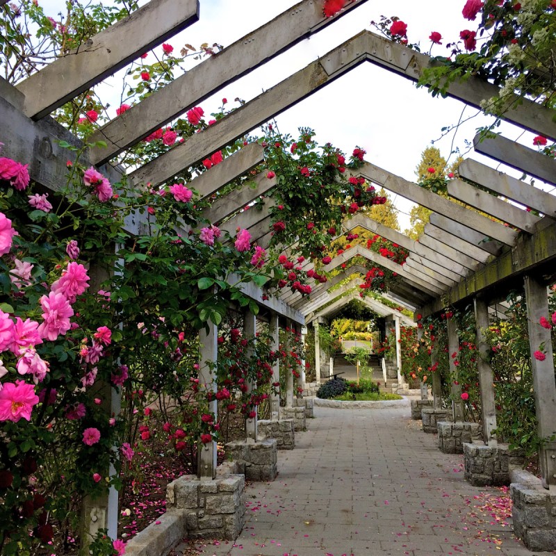 ose Garden in Bloom. Stanley Park, Vancouver, British Columbia, Canada