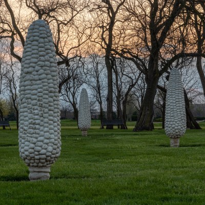 Field of Corn; Dublin, Ohio