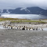 King penguins standing along a river on South Georgia, near Antarctica.
