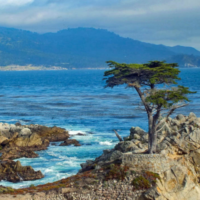 Lone elm tree along 17-Mile Drive, California.