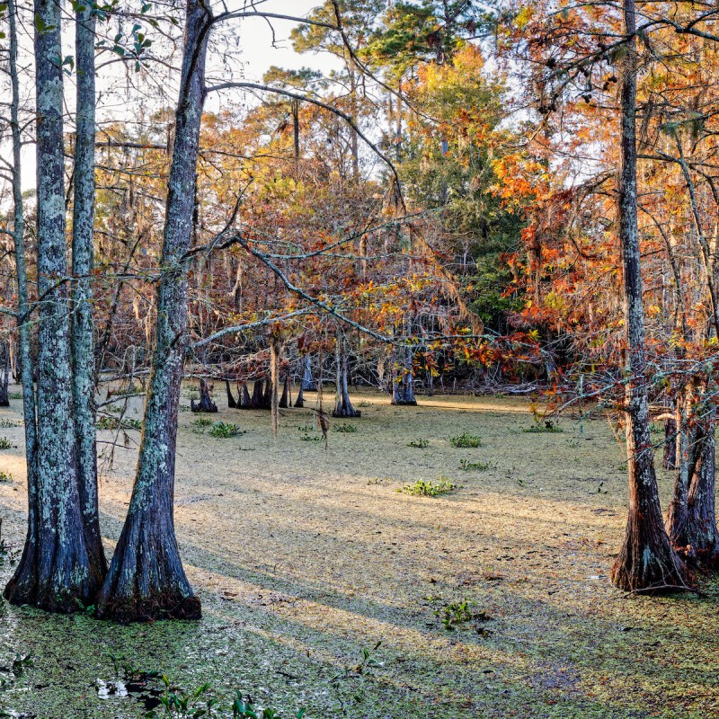 Martin Dies Jr. State Park