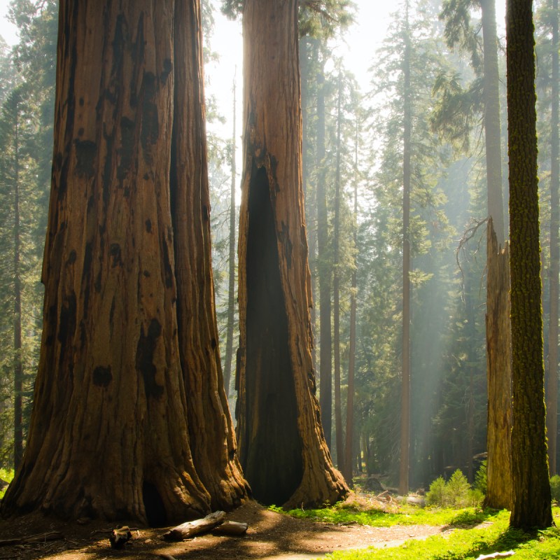 Sequoia National Park