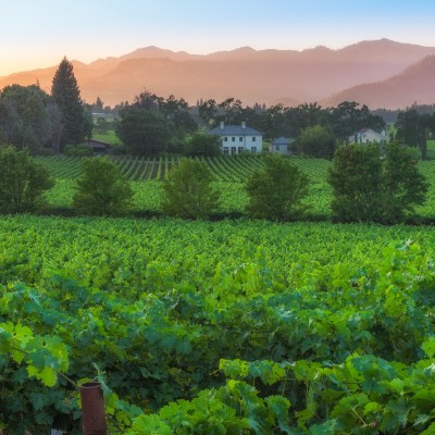 Vineyards, homes, and mountains in and near St. Helena, California.