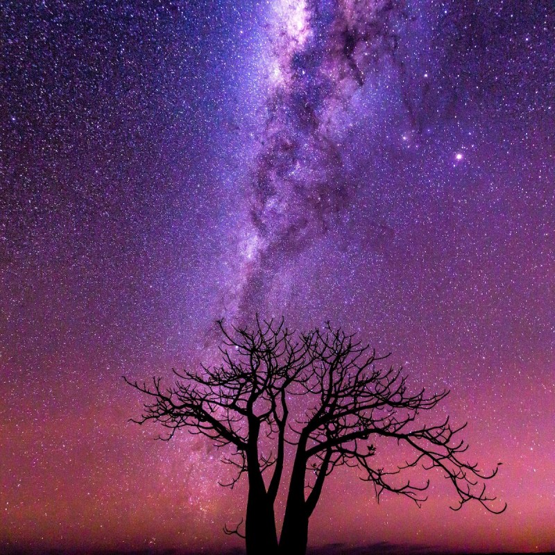 Night sky over boab tree, near Derby, Western Australia