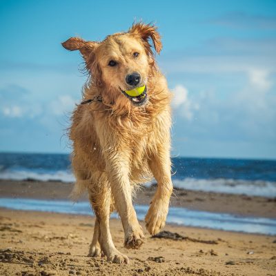 golden retriever dog on dog beach with tennis ball