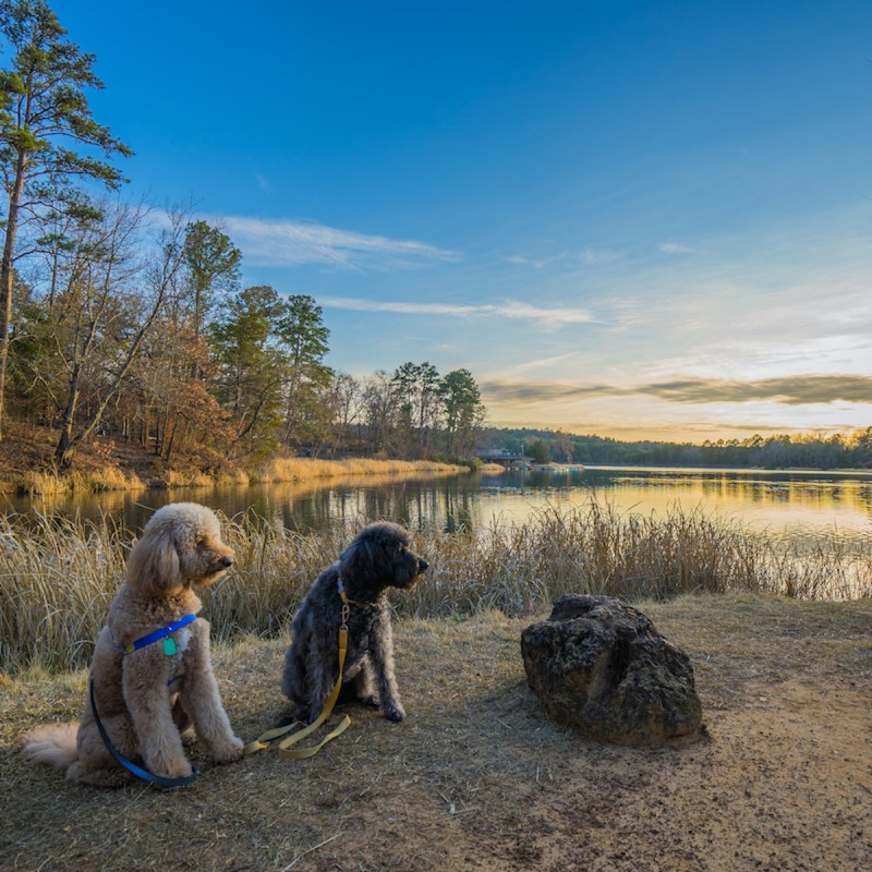 Two dogs sit in front of lake at Tyler State Park