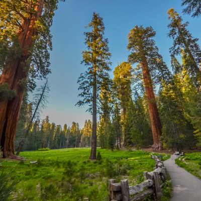 Giant Redwood trees in Sequoia and Kings canyon national park, California.