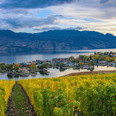 Vineyard overlooking a subdivision Okanagan Lake Kelowna British Columbia Canada in the fall.