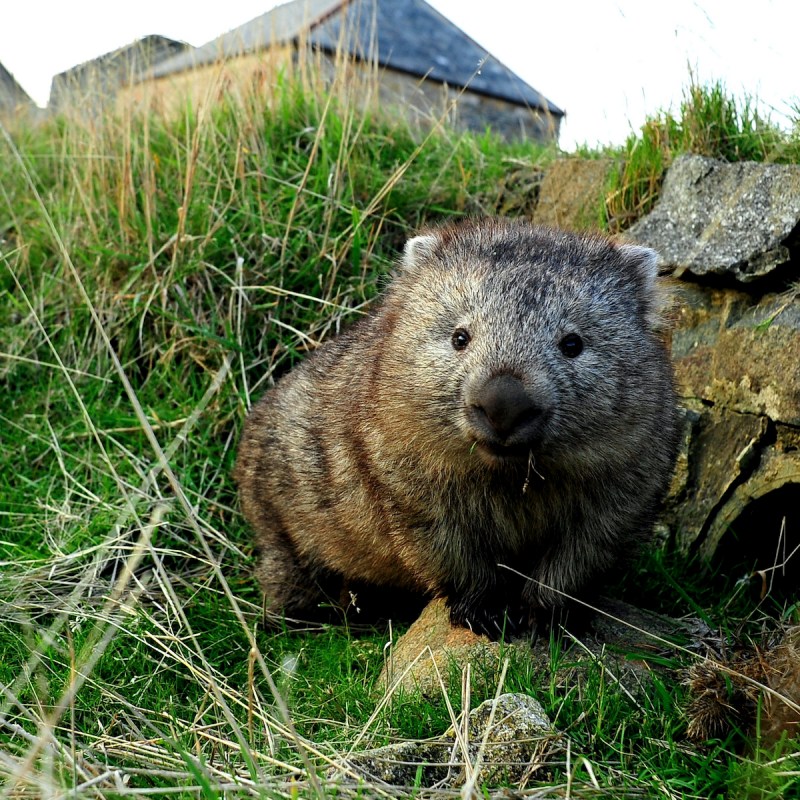 Close up of wombat.