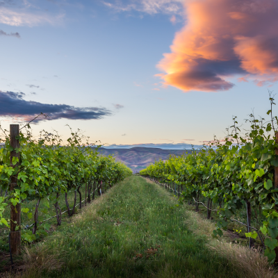 Clearwater Canyon Cellars Vineyard in Idaho's Lewis-Clark Valley.