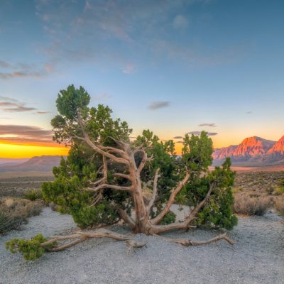 Red Rock Canyon National Conservation Area In Nevada