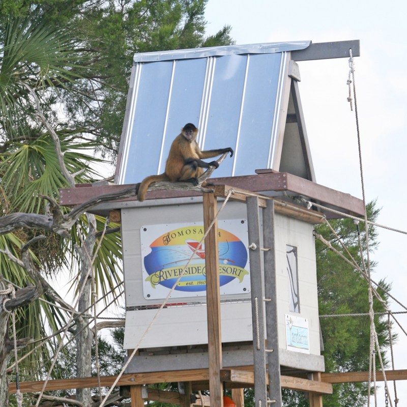 Monkey sitting at building on Monkey Island