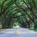 Tree-lined street in Aiken, South Carolina