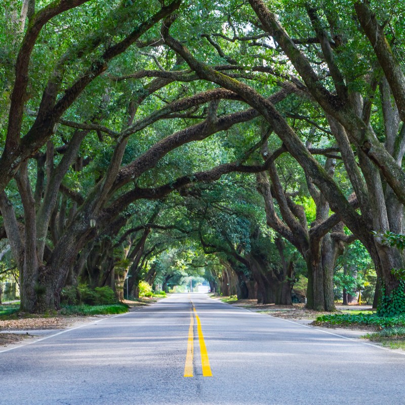 Tree-lined street in Aiken, South Carolina